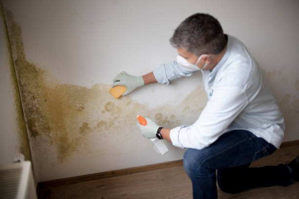 Best Asbestos and Lead Testing During Mold Inspection  in Toledo, OH
